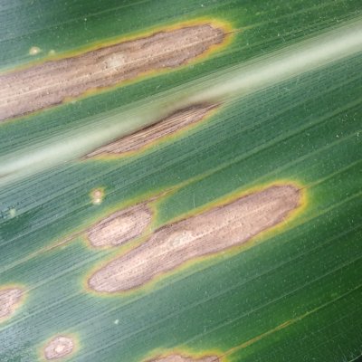 Diplodia Leaf Streak of Corn