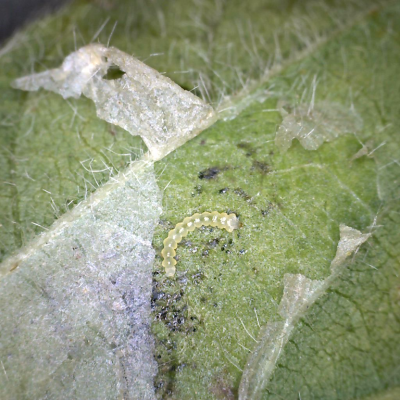 Soybean Tentiform Leafminer in Soybean
