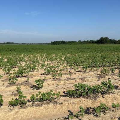 Reniform Nematode of Cotton