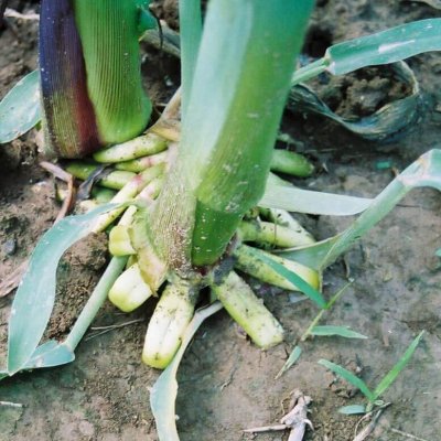 Plant Growth Regulator (HG 4) Herbicide Injury in Corn