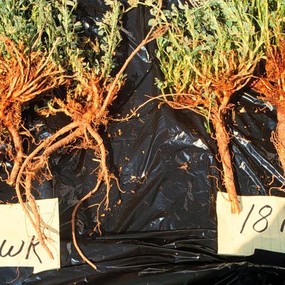 Autotoxicity in Alfalfa