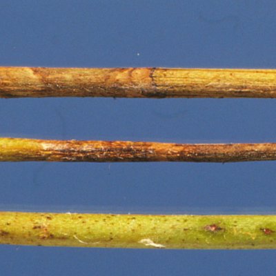Rhizoctonia Root, Stem, and Crown Rot of Alfalfa
