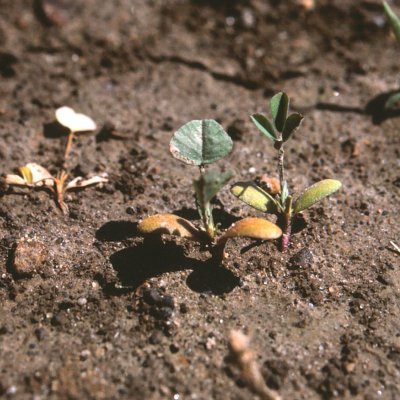 Aphanomyces Root Rot of Alfalfa