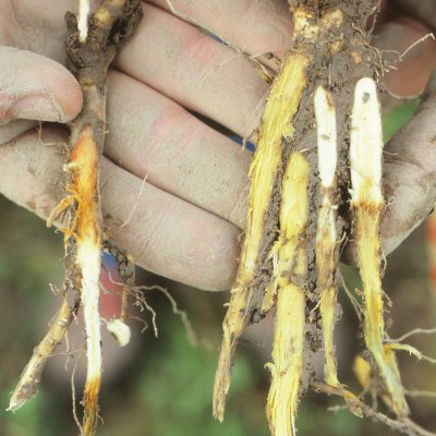 Brown Root Rot of Alfalfa
