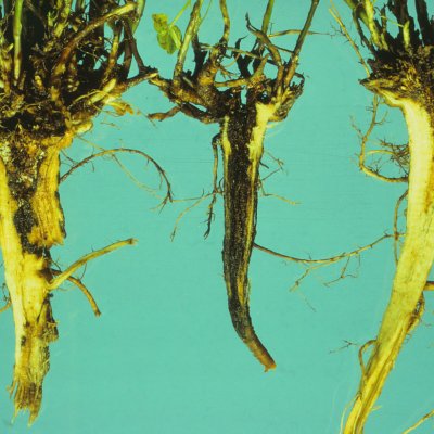 Crown and Root Rot Complexes of Alfalfa