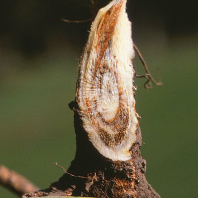 Fusarium Wilt of Alfalfa