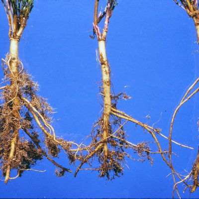 Root-Knot Nematode of Alfalfa
