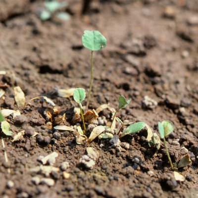 Phytophthora Root Rot of Alfalfa