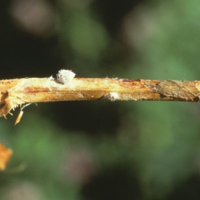 Sclerotinia Crown and Stem Rot of Alfalfa
