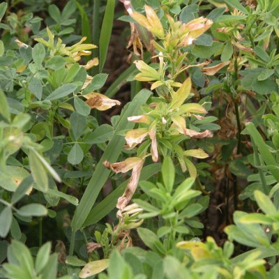 Verticillium Wilt of Alfalfa