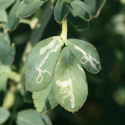 Alfalfa Blotch Leafminer in Alfalfa