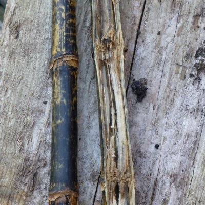 Anthracnose Stalk Rot of Corn