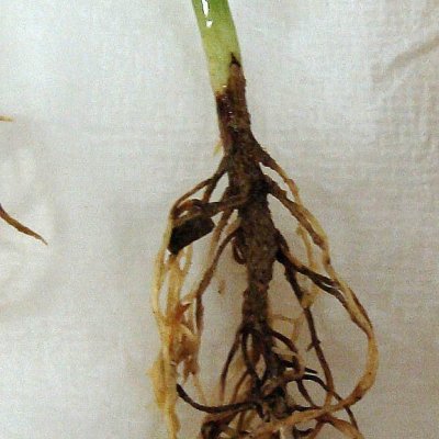 Thielaviopsis Root Rot of Soybean
