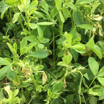 Bacterial Stem Blight of Alfalfa