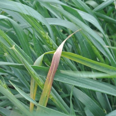 Barley Yellow Dwarf of Wheat
