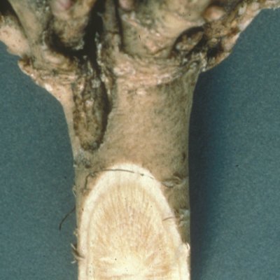 Bacterial Wilt of Alfalfa