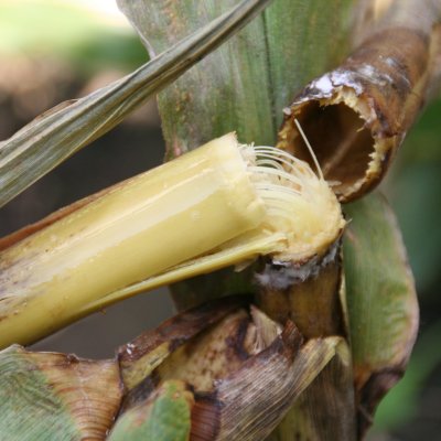 Bacterial Stalk Rot of Corn