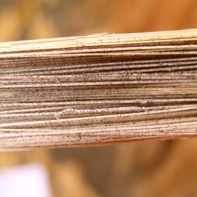 Charcoal Rot of Corn