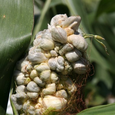 Common Smut of Corn