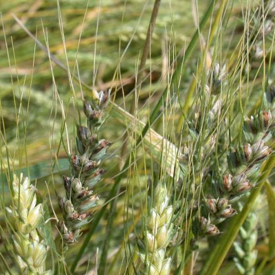 Common Bunt of Wheat