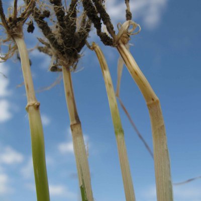 Common Root and Foot Rot of Wheat