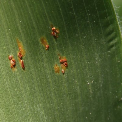 Common Rust of Corn