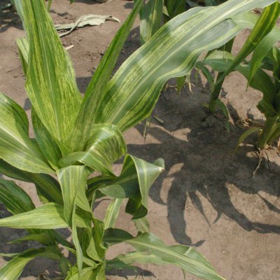 Maize Dwarf Mosaic of Corn