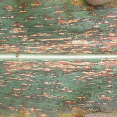 Northern Corn Leaf Spot of Corn