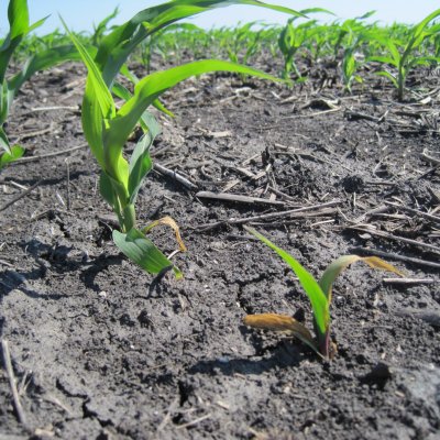 Seed Decay and Seedling Blight of Corn