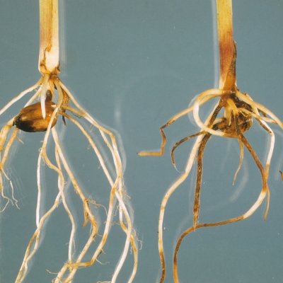 Root Rots of Corn