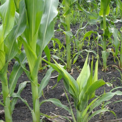 Crazy Top of Corn