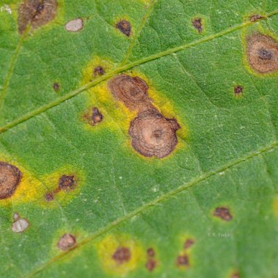 Wildfire of Soybeans