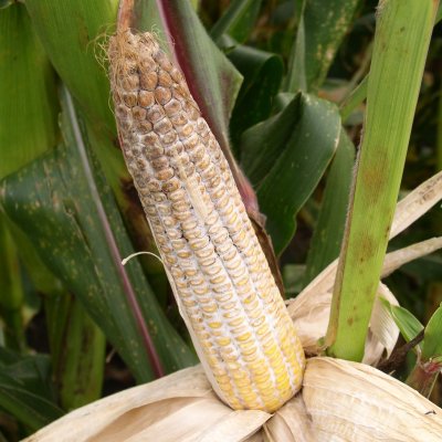 Diplodia Ear Rot of Corn