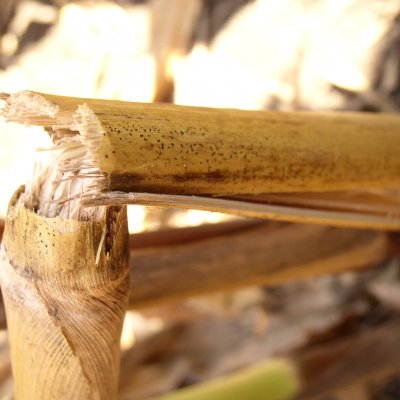 Diplodia Stalk Rot of Corn