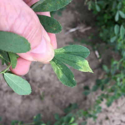 Downy Mildew of Alfalfa