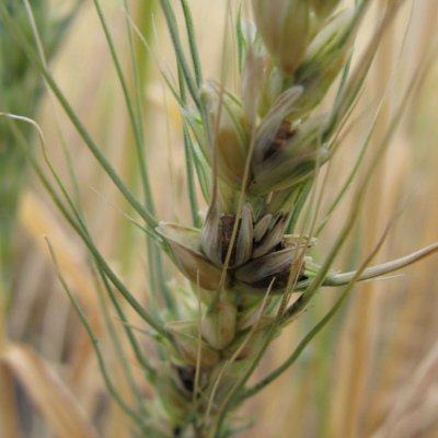 Dwarf Bunt of Wheat