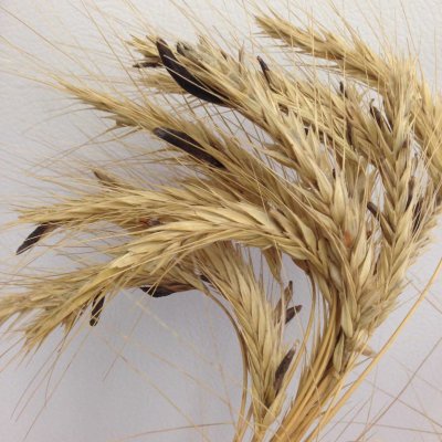 Ergot of Wheat