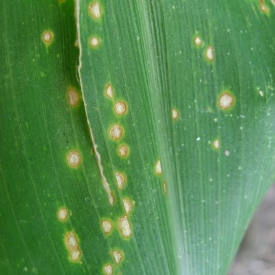 Eyespot of Corn