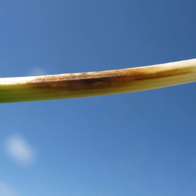 Eyespot of Wheat