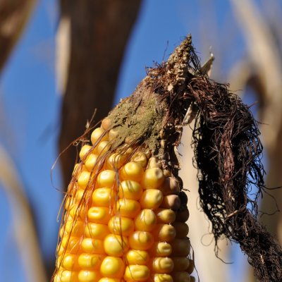 Aspergillus Ear Rot of Corn
