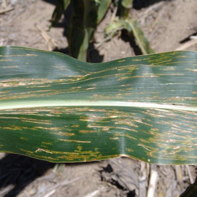 Bacterial Leaf Streak of Corn