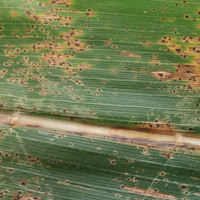 Tar Spot of Corn