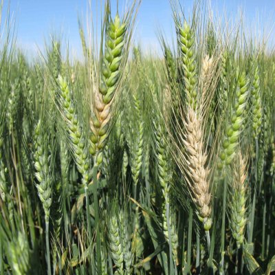 Fusarium Head Blight of Wheat