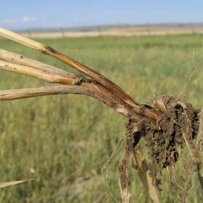 Fusarium Root, Crown, and Foot Rot of Wheat