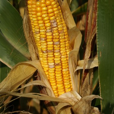 Fusarium Ear Rot of Corn