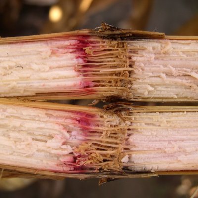 Gibberella Crown Rot and Stalk Rot of Corn