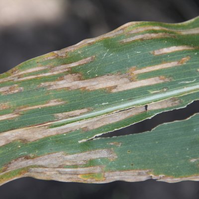 Gray Leaf Spot of Corn