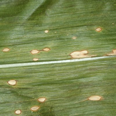 Holcus Leaf Spot of Corn