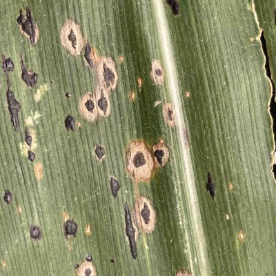 Tar Spot of Corn Web Book