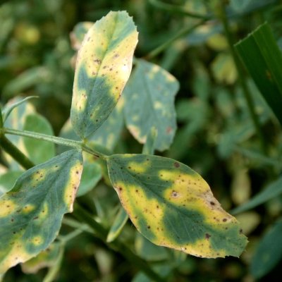Leptosphaerulina Leaf Spot of Alfalfa